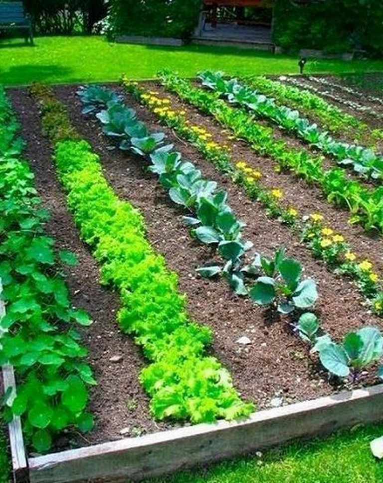 45 Top Small Vegetable Garden Ideas On A Budget - Page 3 of 51